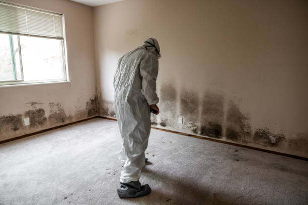 Best Office Mold Removal Services  in Roxboro, NC